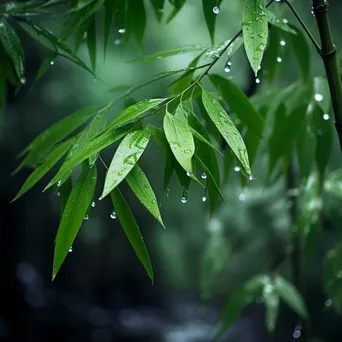 Bamboo Forest in Light Rain