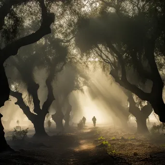 Misty Cork Grove at Dawn