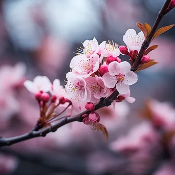 Close-up of pink cherry blossoms against a blurred background - Image 2