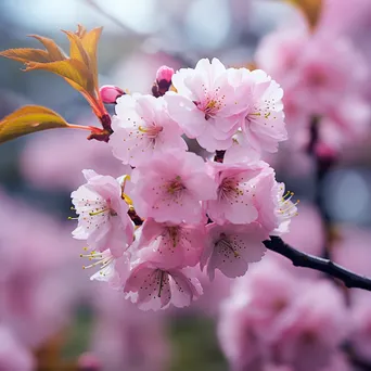 Close-up of pink cherry blossoms against a blurred background - Image 4