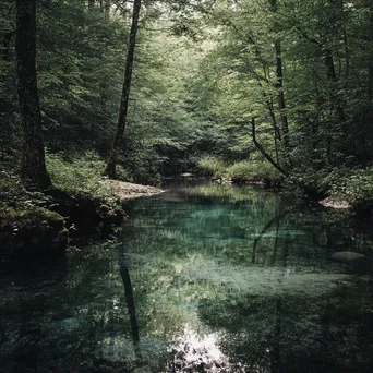 Natural spring surrounded by lush woods - Image 3