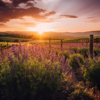 Lavender and Vineyard at Golden Hour