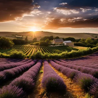 Vineyard next to lavender fields under golden hour light. - Image 3