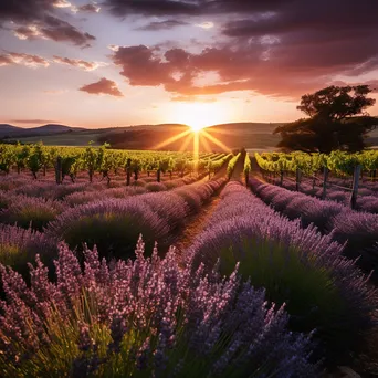 Vineyard next to lavender fields under golden hour light. - Image 4