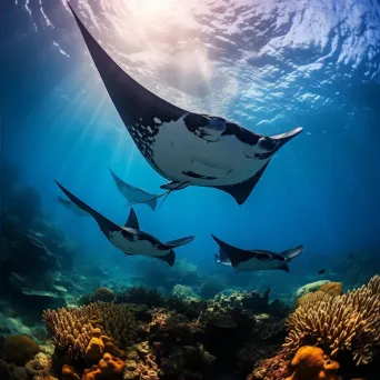 Manta rays swimming in tropical atoll - Image 2