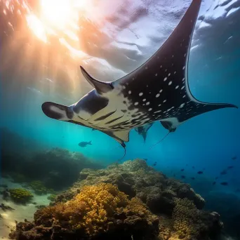 Manta rays swimming in tropical atoll - Image 4