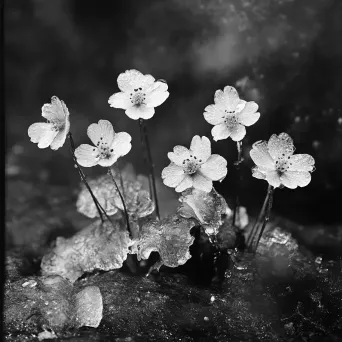 Black and white photograph of a snow-covered sundew plant against a dark Arctic backdrop - Image 2