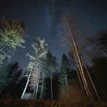 Starry night sky light painting in forest with illuminated trees - Image 3