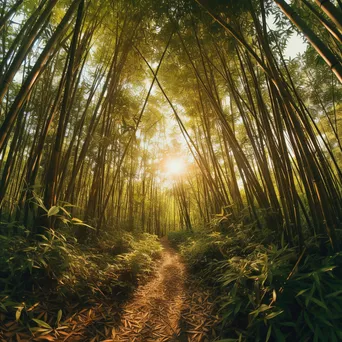 Secluded trail in a bamboo forest with golden sunlight - Image 1