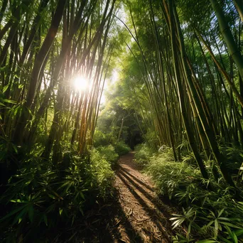 Secluded trail in a bamboo forest with golden sunlight - Image 2