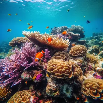 Lively Coral Reef with Clownfish and Sea Urchins