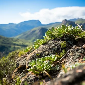 Close-up of greenery on a rocky mountain ridge - Image 1