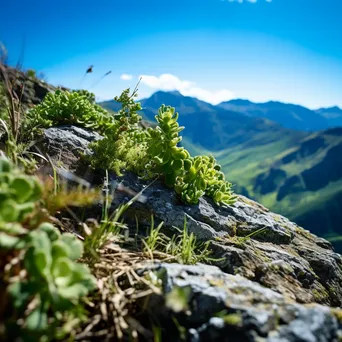 Vegetation on Rocky Ridge