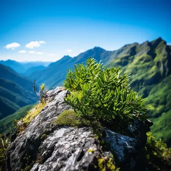 Close-up of greenery on a rocky mountain ridge - Image 4