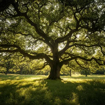 Ancient oak tree in a lush meadow with filtering sunlight - Image 1