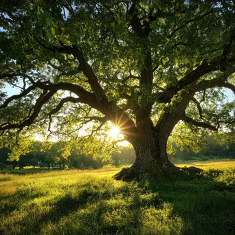 Ancient oak tree in a lush meadow with filtering sunlight - Image 3