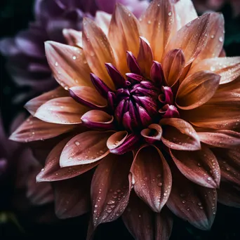 Black and white close-up of flower petals showcasing intricate textures - Image 1