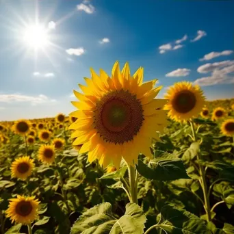 Aerial view of a sunflower field with vibrant yellow flowers - Image 3