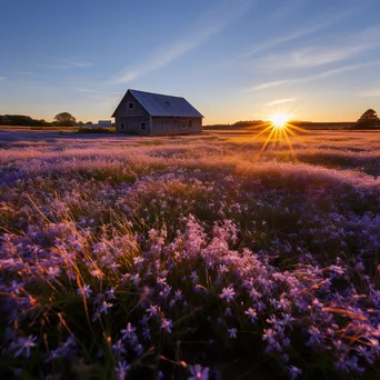 Scenic flax field illuminated by sunset, barn in the background. - Image 1