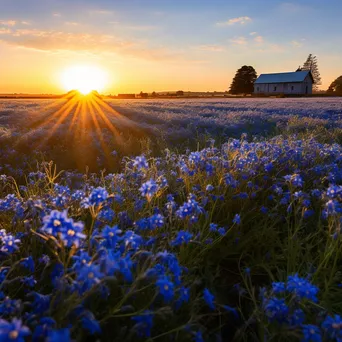 Scenic flax field illuminated by sunset, barn in the background. - Image 4