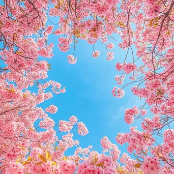 View from beneath blooming cherry blossom trees - Image 2