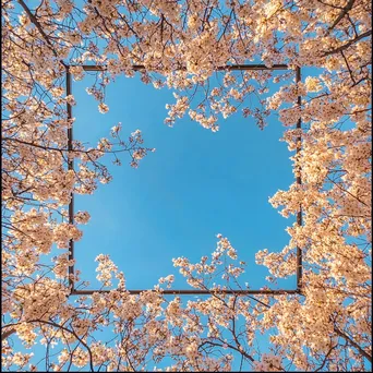 View from beneath blooming cherry blossom trees - Image 3