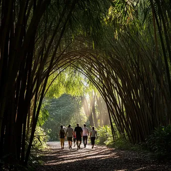 Tourists walking through a bamboo grove - Image 1