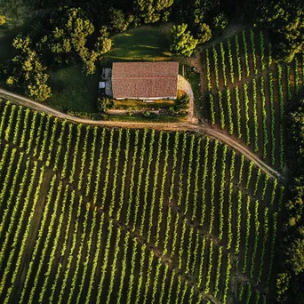 Aerial perspective of vineyard with rows of grapevines and farmhouse - Image 1