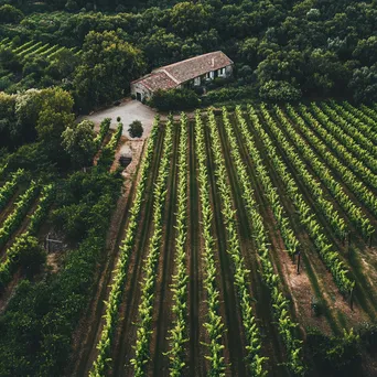 Aerial View of Vineyard