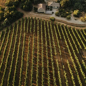 Aerial perspective of vineyard with rows of grapevines and farmhouse - Image 4