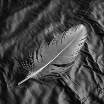 Delicate Feather Minimalism