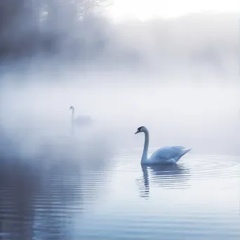 swans on misty lake - Image 1