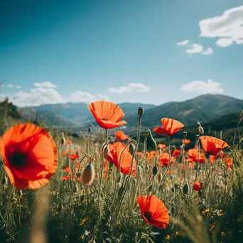 Poppy field with distant mountains under clear blue sky. - Image 1