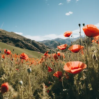 Poppy field with distant mountains under clear blue sky. - Image 3