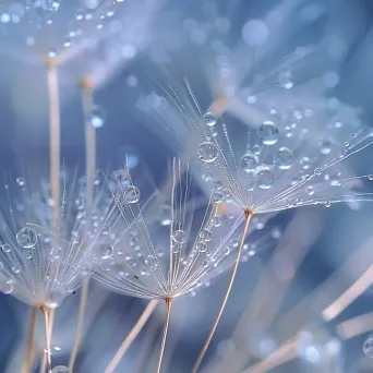 water droplets on dandelion - Image 4