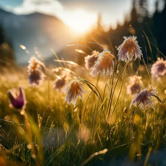 Close-up image of wildflowers with dew in an alpine meadow at sunrise. - Image 4