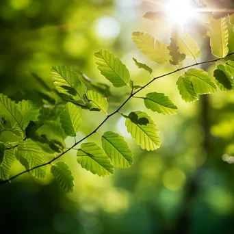 Backlit leaves illuminated by sunlight - Image 1