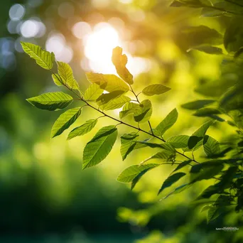 Backlit leaves illuminated by sunlight - Image 3