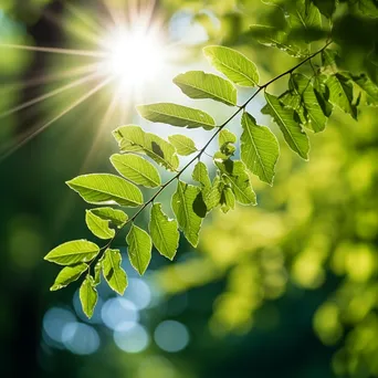 Backlit Leaves in Sunlight