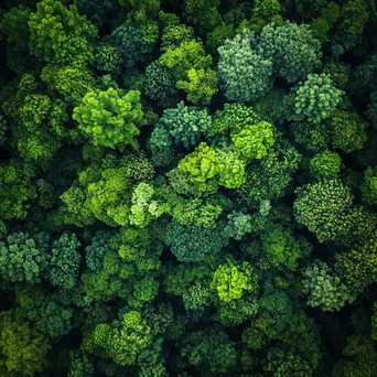 Aerial view of a dense bamboo forest - Image 1