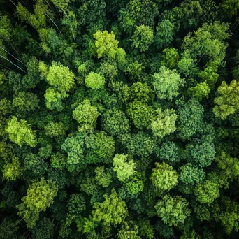 Aerial view of a dense bamboo forest - Image 2