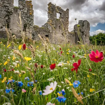 Castle Ruins with Wildflowers