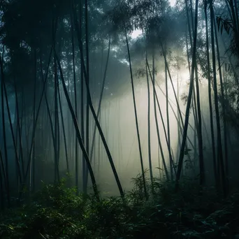 Misty bamboo forest at dawn - Image 1