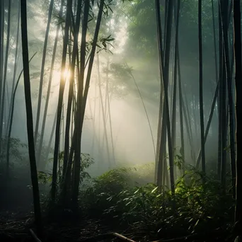 Misty Dawn Bamboo