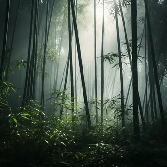 Misty bamboo forest at dawn - Image 4