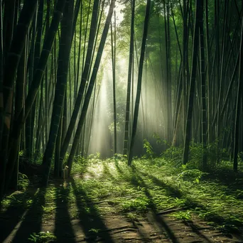 Sunlit Bamboo Grove