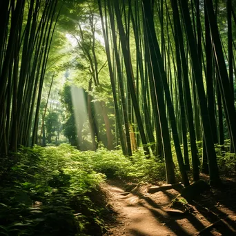 Sunlit bamboo forest with shadows on the ground - Image 2