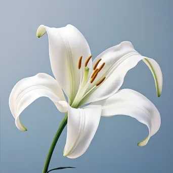 lily close-up - Image 4