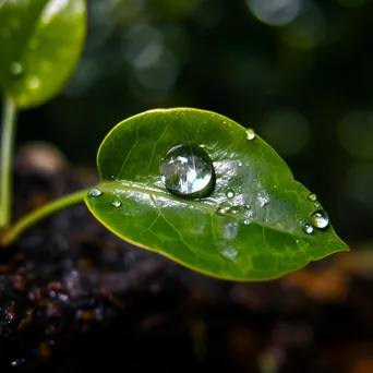 Single drop of water on a green leaf - Image 2