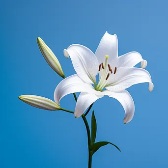 Single white lily on blue background - Image 1